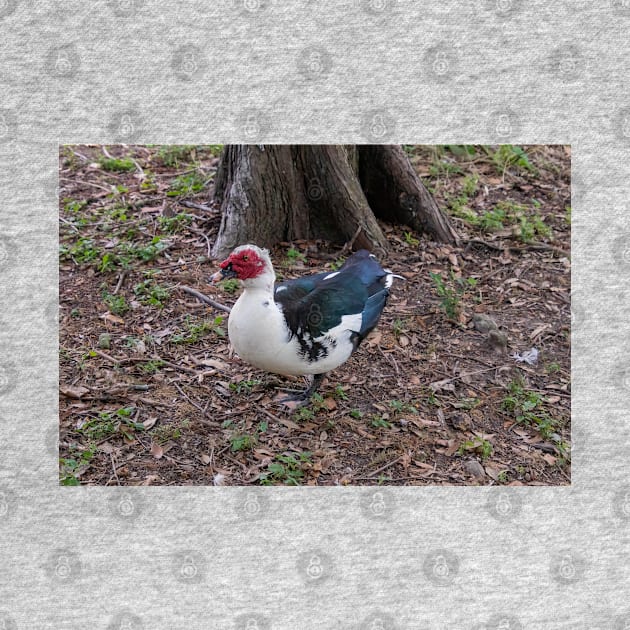 Muscovy Duck Red Black and White by SafariByMarisa